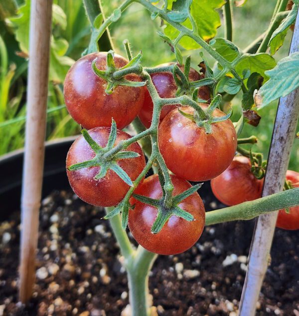 ripe raspberry burst cherry tomatoes on the vine