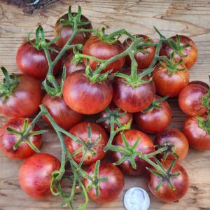 large group of raspberry burst cherry tomatoes on a table.
