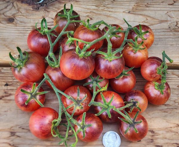 large group of raspberry burst cherry tomatoes on a table.