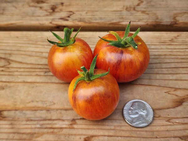 three raspberry burst cherry tomatoes on a table with a coin to show size