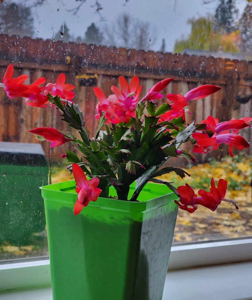 Thanksgiving cactus blooming