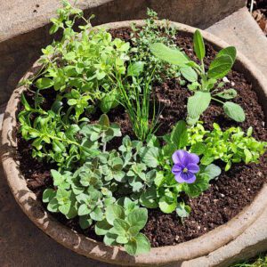 planter filled with culinary herbs