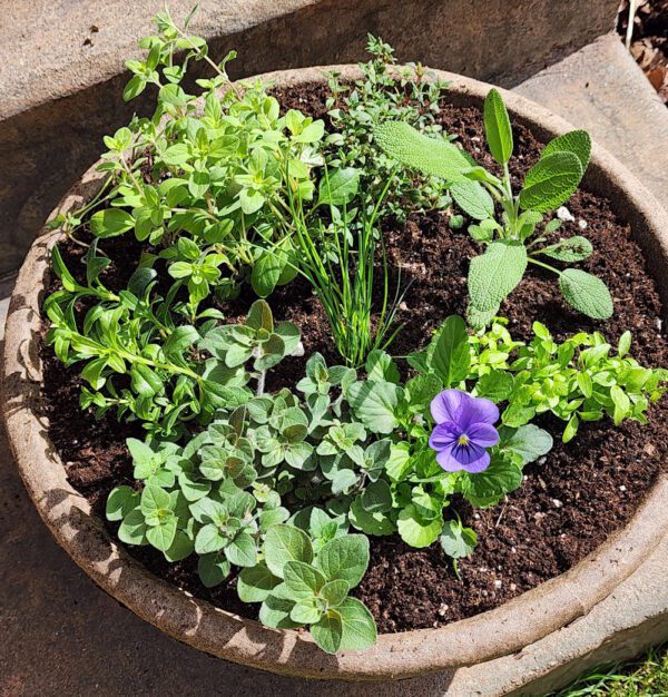 planter filled with culinary herbs