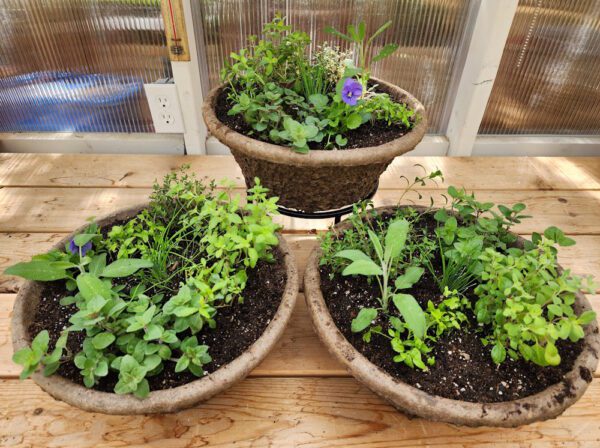 Jumbo Culinary Herb Planter - Image 2