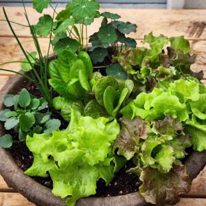 culinary planter, salad bowl with lettuces