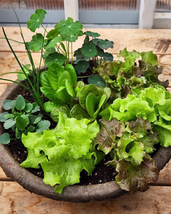 culinary planter, salad bowl with lettuces