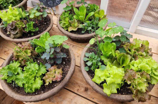 Table Top Salad Bowl - Small - Image 2