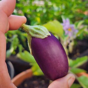 Jewel amethyst eggplant