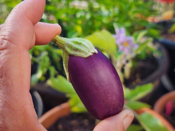 Jewel amethyst eggplant