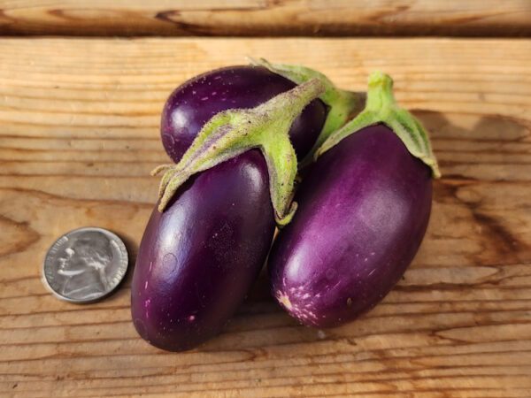 Jewel Amethyst eggplant on table