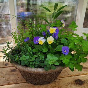 herb planter with mixed herbs and pansy flowers