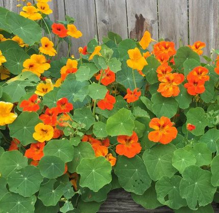 nasturtium flowers