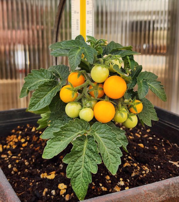 orange hat micro dwarf tomato with fruit in a small planter pot