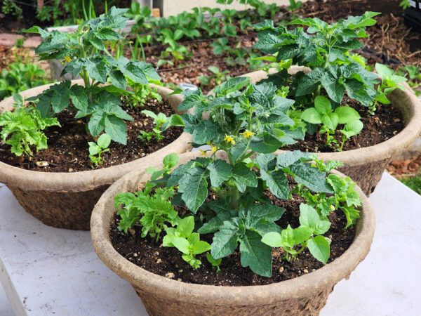 orange hat dwarf tomato and basil in a planter bowl