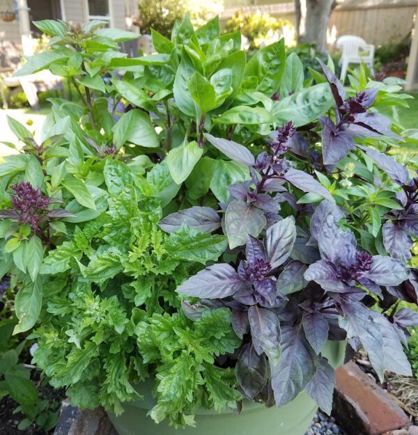 cda coop basil bowl