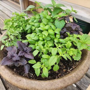 planter filled with basil various basil plants