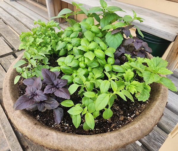 planter filled with basil various basil plants