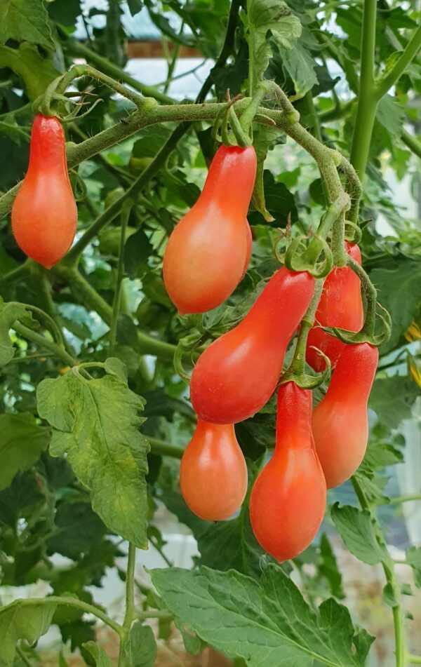Elf Tears Pink Cherry Tomato - Image 2