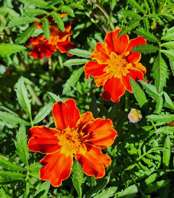 Marigolds - CdA Coop Blend - Image 2