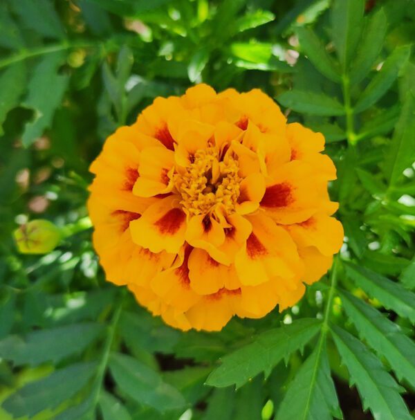 Marigolds - CdA Coop Blend - Image 3