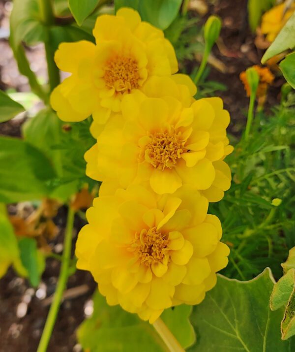 Marigolds - CdA Coop Blend - Image 4
