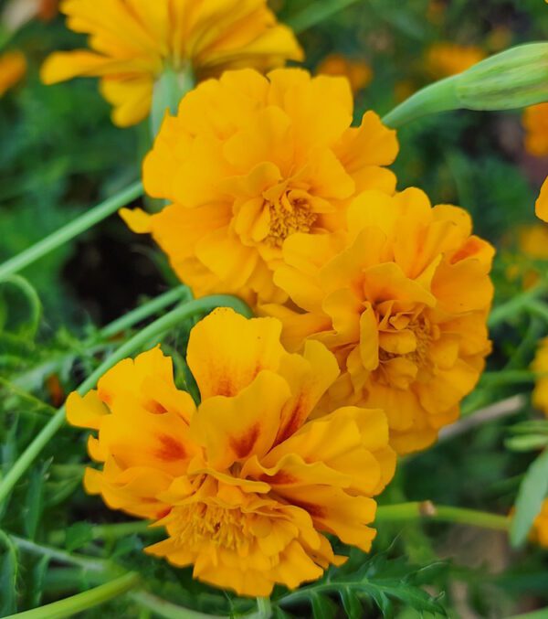 Marigolds - CdA Coop Blend - Image 5