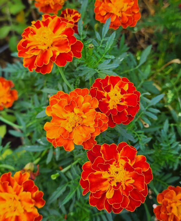 Marigolds - CdA Coop Blend - Image 6