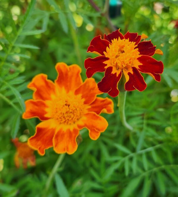 Marigolds - CdA Coop Blend - Image 7