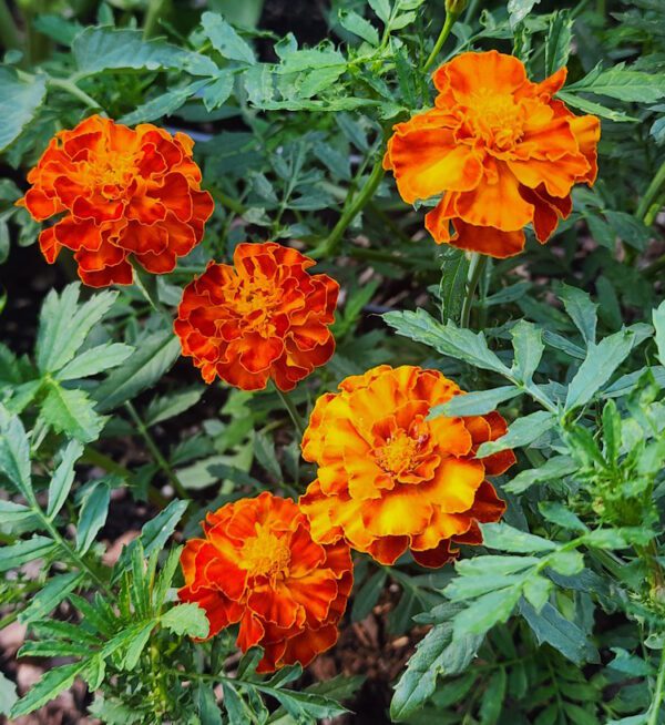 Marigolds - CdA Coop Blend - Image 8