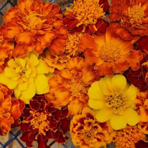 Marigolds - CdA Coop Blend
