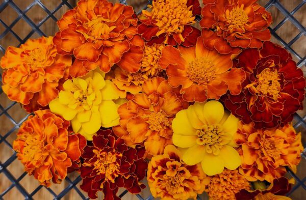 Marigolds - CdA Coop Blend