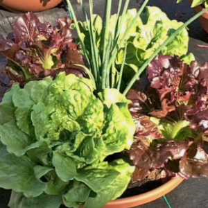 Culinary Planters
