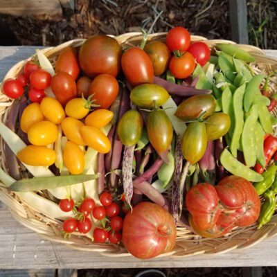 garden harvest basket of vegetables