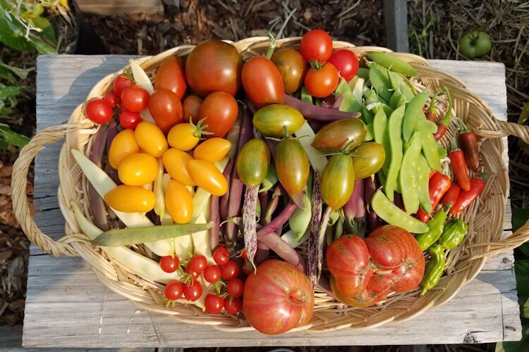 garden harvest basket of vegetables