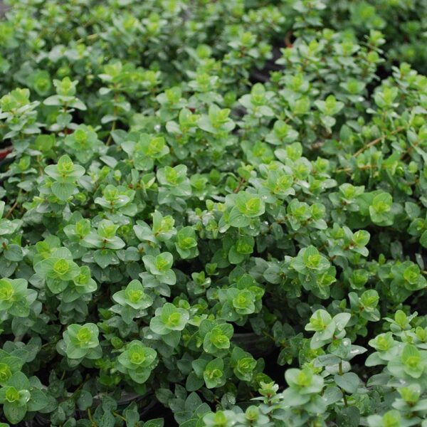 herb oregano