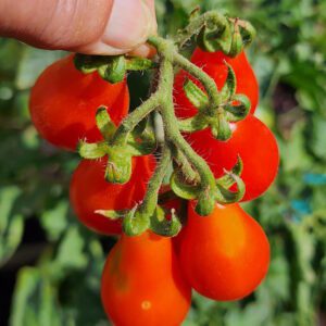 Baby Roma cherry tomato cluster