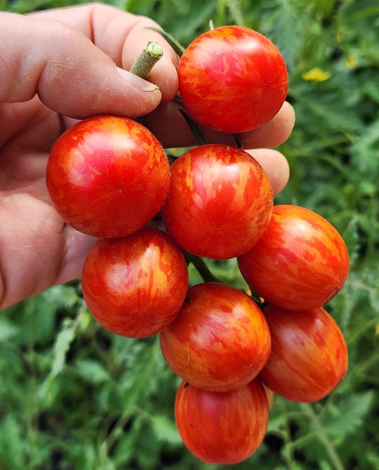 cluster of cherry ember cherry tomatoes