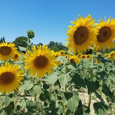 Ten of the Best Easy to Grow, Feel-good Garden Plants