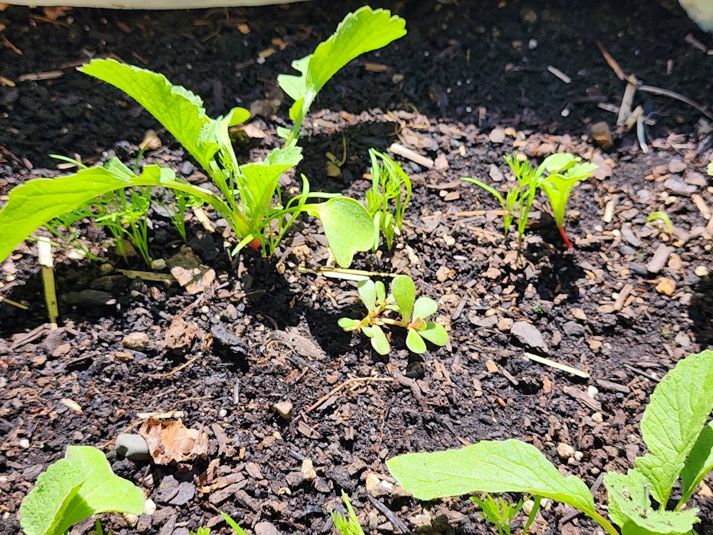 garden soil showing one weed emerging