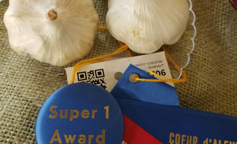 garlic bulbs with a blue ribbon from a fair
