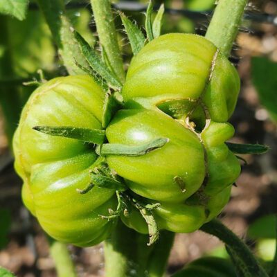 The Juicy, Weird, and Wonderful Secrets of the Tomato