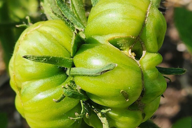 deformed tomato green on the vine