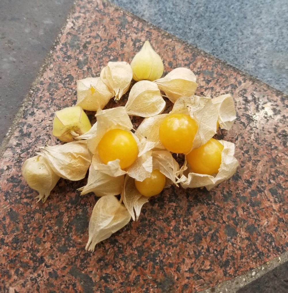 yellow ground cherries on a table