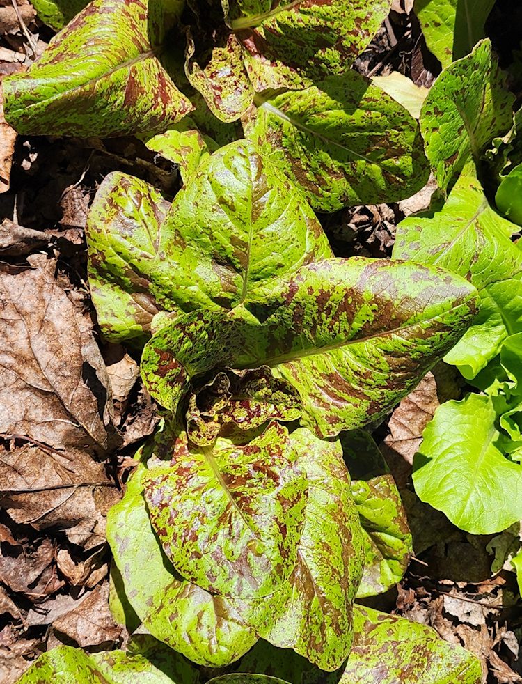 Flashy Butter Gem lettuce