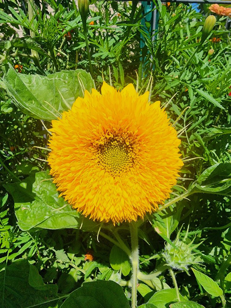teddy bear sunflower