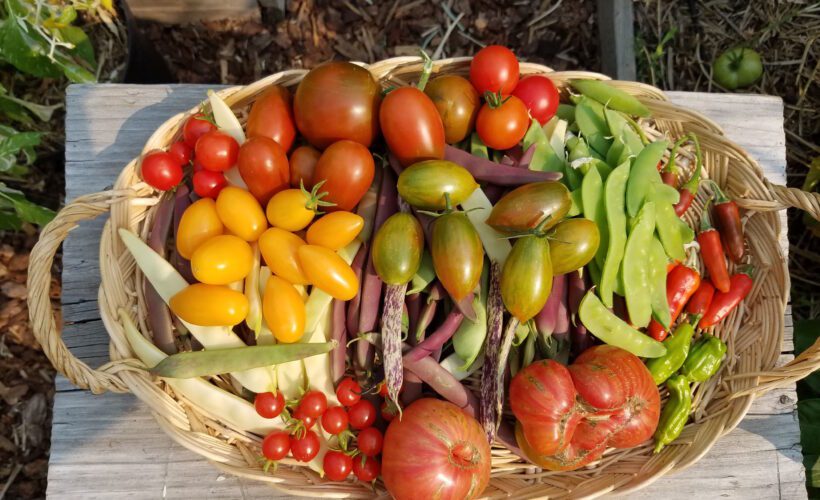 harvest bounty -- basket of vegetables