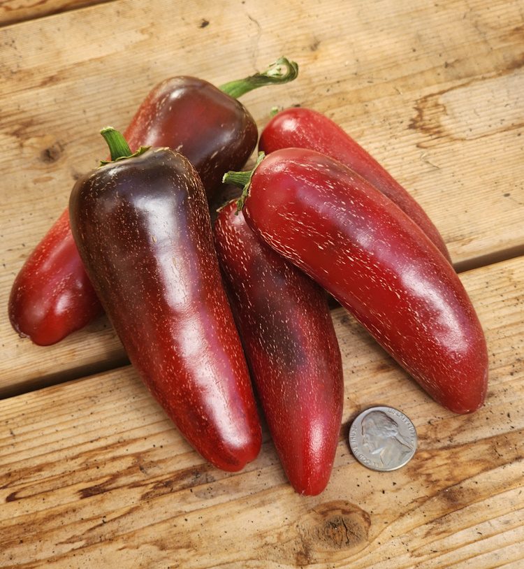red jalapeno peppers on a table with a coin to show size