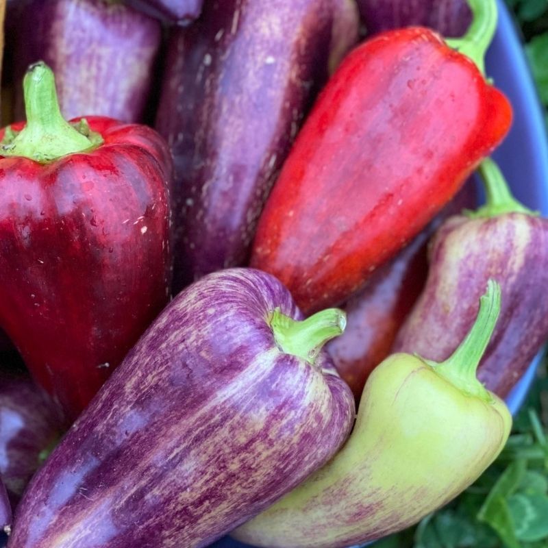 violet sparkle peppers in shades of purple, red and green