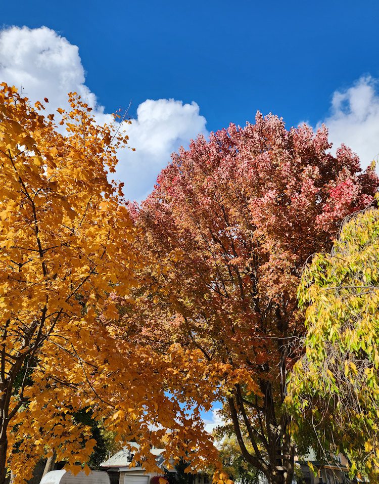 fall trees with a blue sky and white clouds