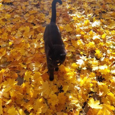 How to Sustainably Use Fall Leaves in Your Garden